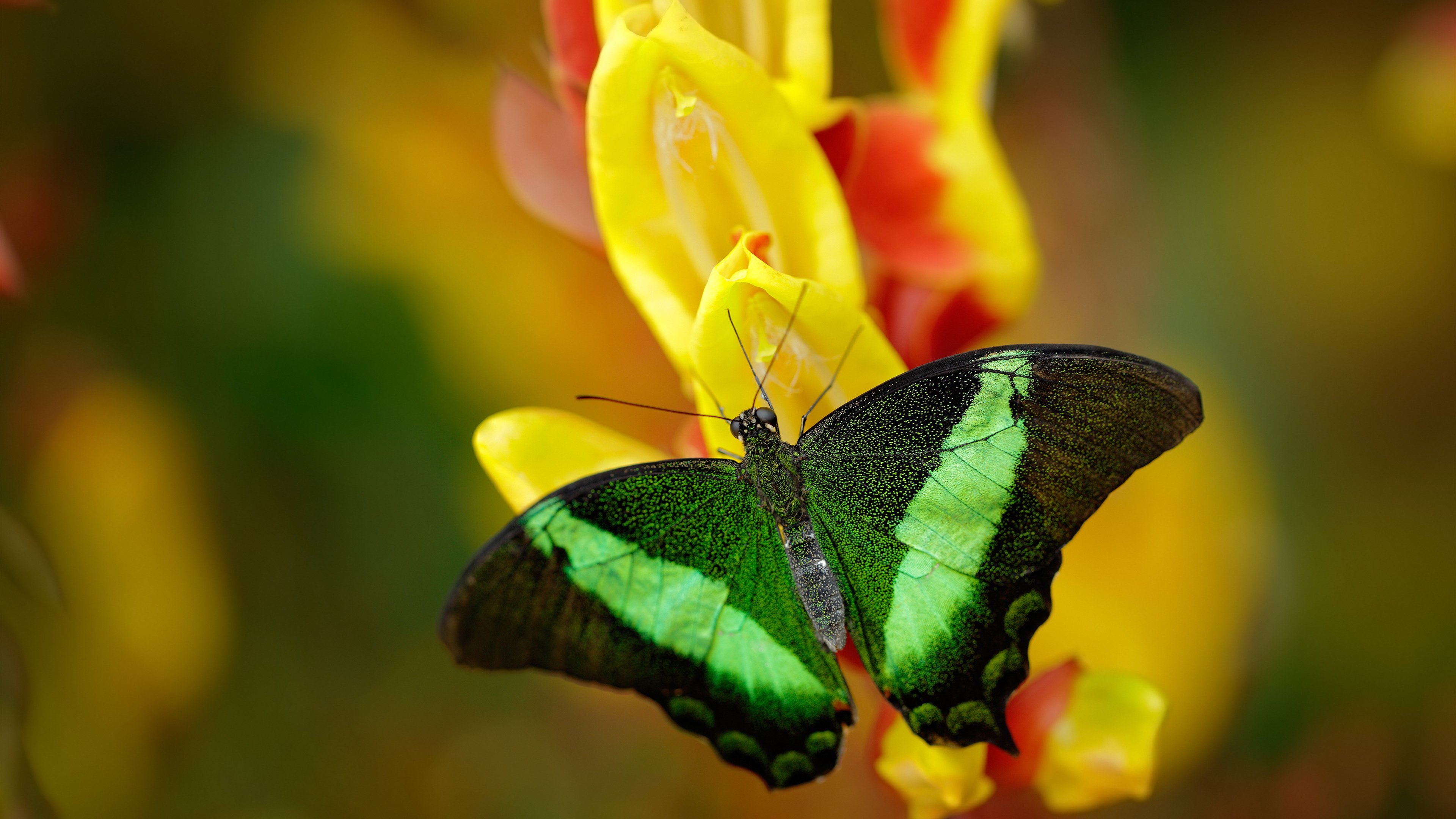_障碍赛跑激发全民运动热情,城市狂欢不断_,障碍赛跑是什么