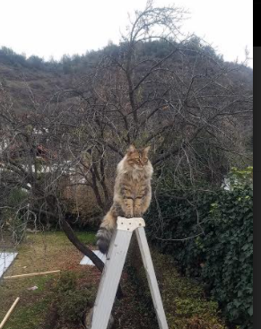 “德甲最后冲刺,争冠重压下球队发挥稳定”,德甲 2022