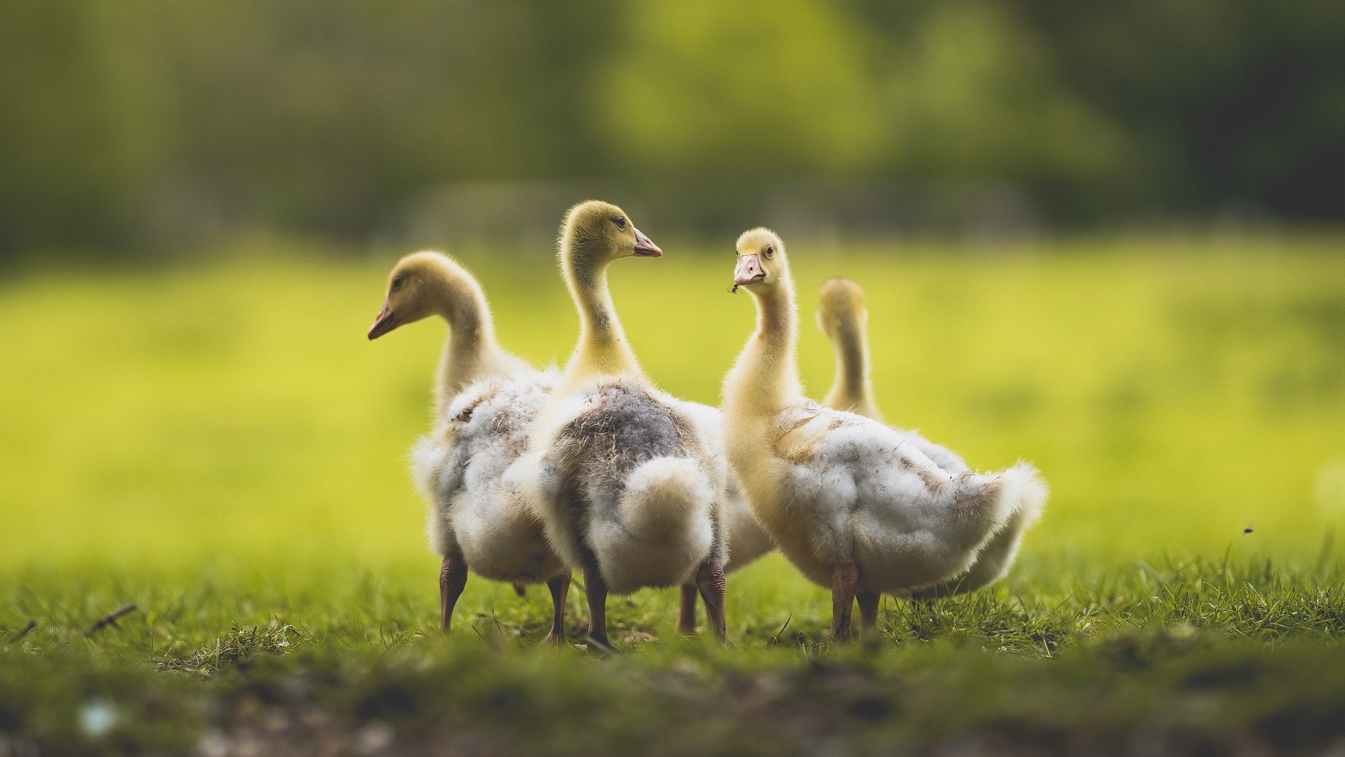 开云·Kaiyun网页版-“德甲最后冲刺，冠军悬念逐戳升温”，德甲冠军2021