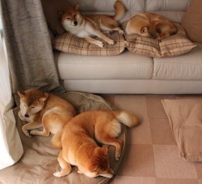 开云官网-“德甲最后冲刺，几支球队争夺冠军命运”，德甲最后几名降级