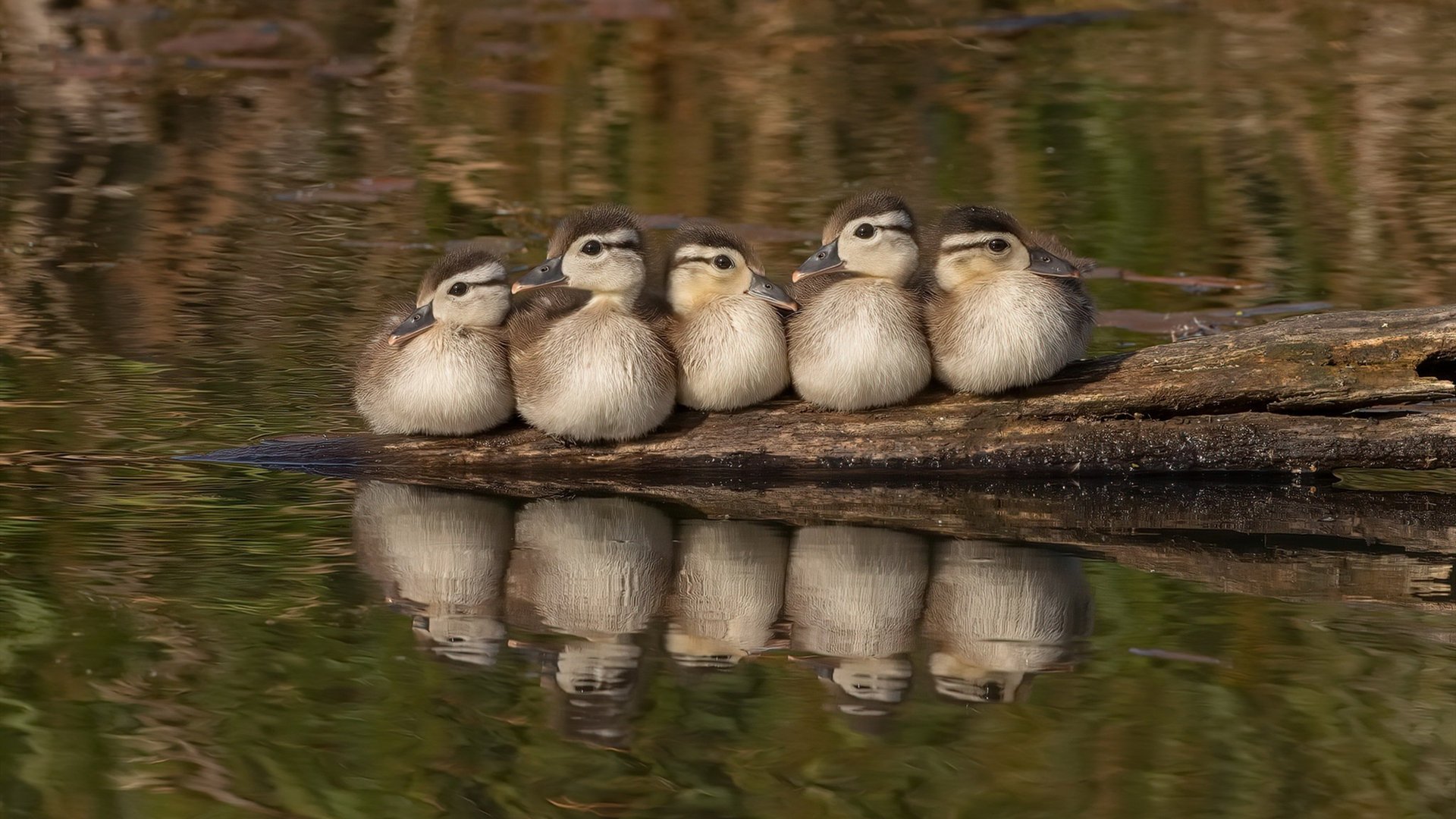 开云kaiyun-中国足球青训标准体系正式出台，行业规范持续完善，中国足球的青训理念包括