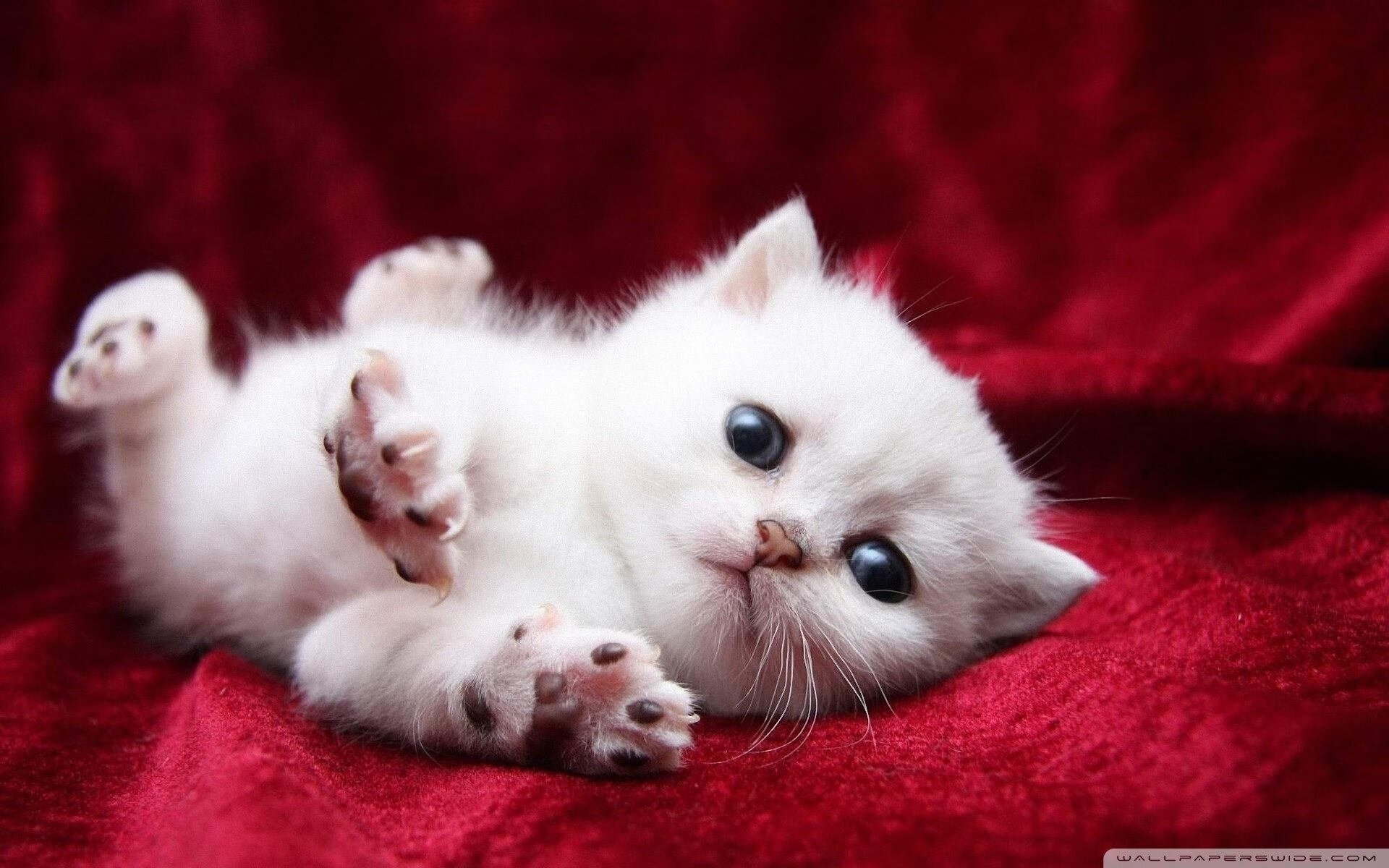 墨西哥男足在巴黎奥运会比赛中以3-2战胜德国,墨西哥男足奥运会冠军阵容