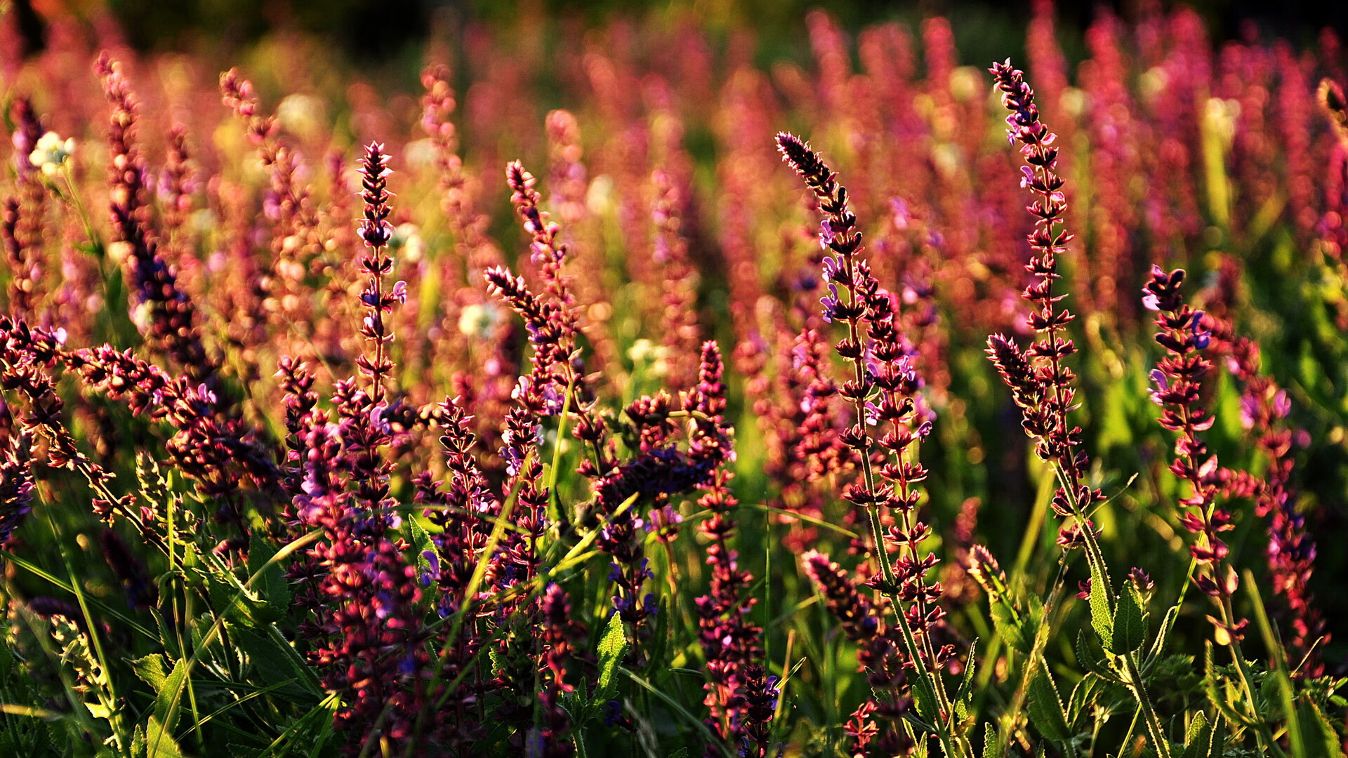 德甲战术深度升级，精彩瞬间不断爆发，德甲德甲