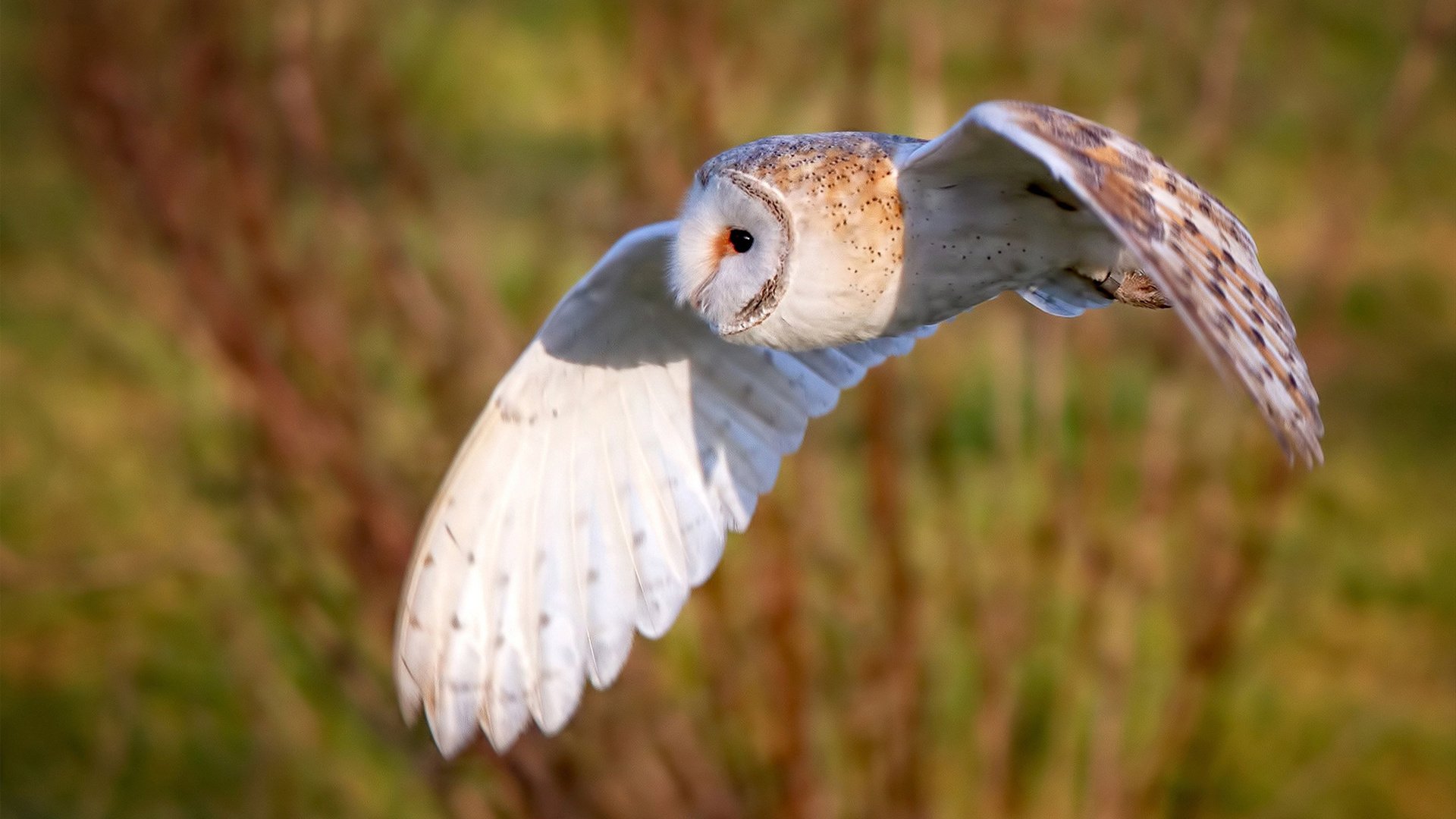 开云网站-篮球职业联赛品牌影响力持续扩大，职业篮球队