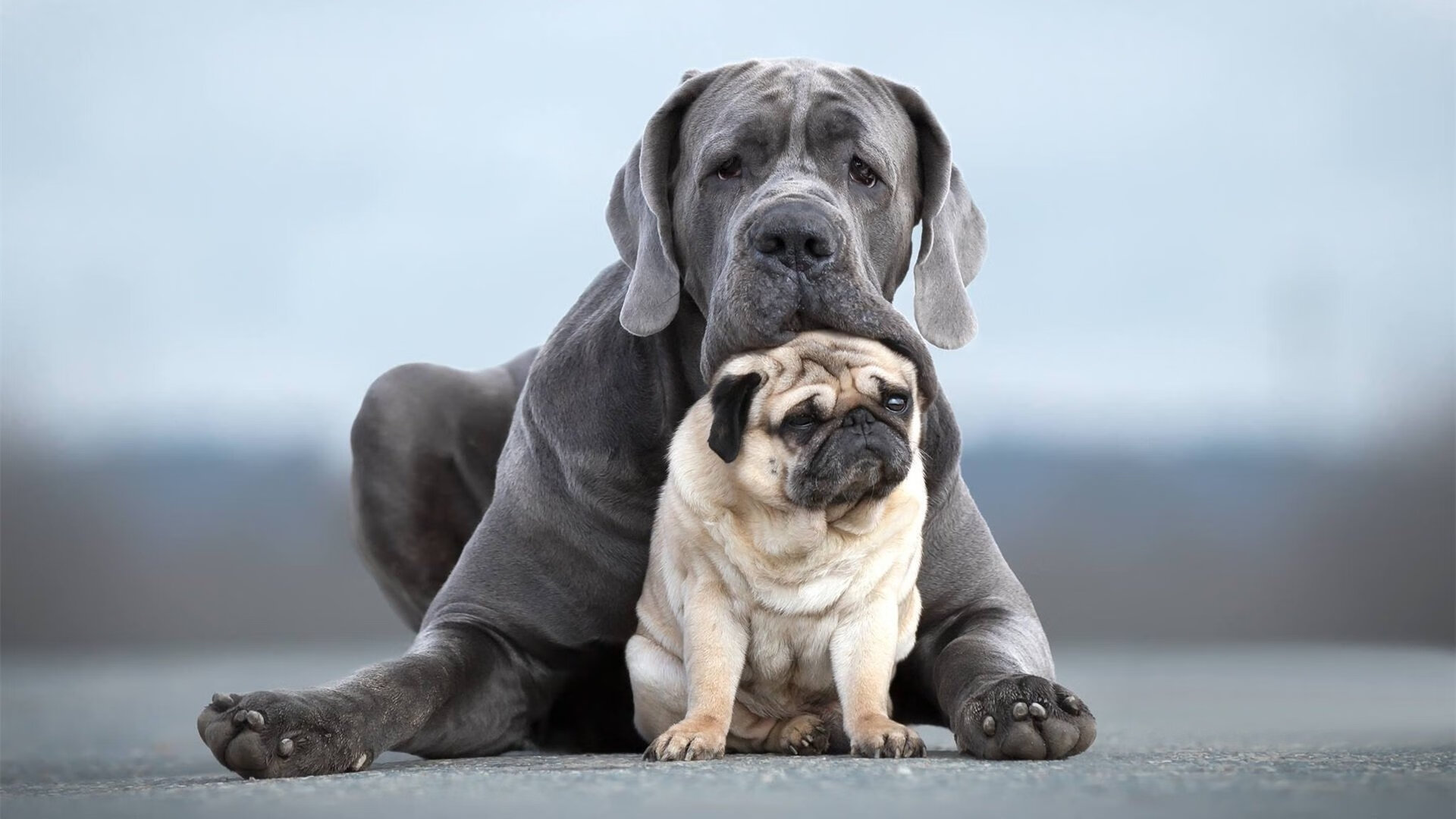 英超激战:曼城主场4-2大胜阿森纳,争夺榜首悬念加剧,英超曼城对阿森纳