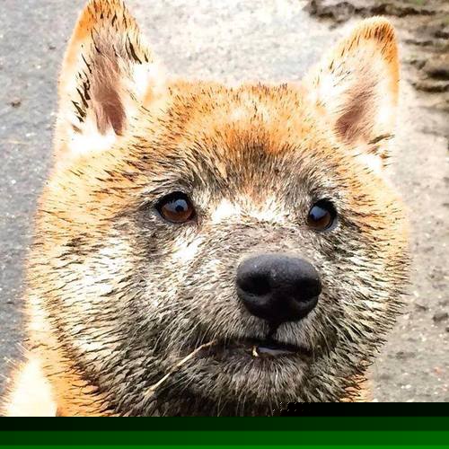 赛场突发事件分析,影响比赛结果,球赛突发事件