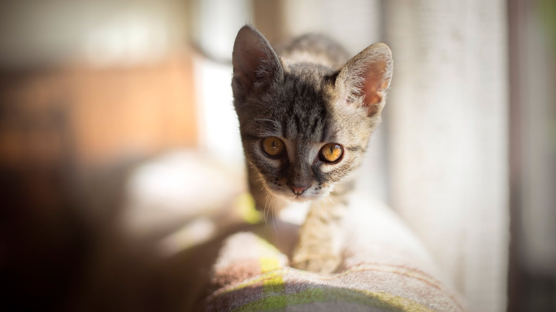 KAIYUN 中国大陆-亚洲球队在赛赛场上交锋，亚洲足球联队