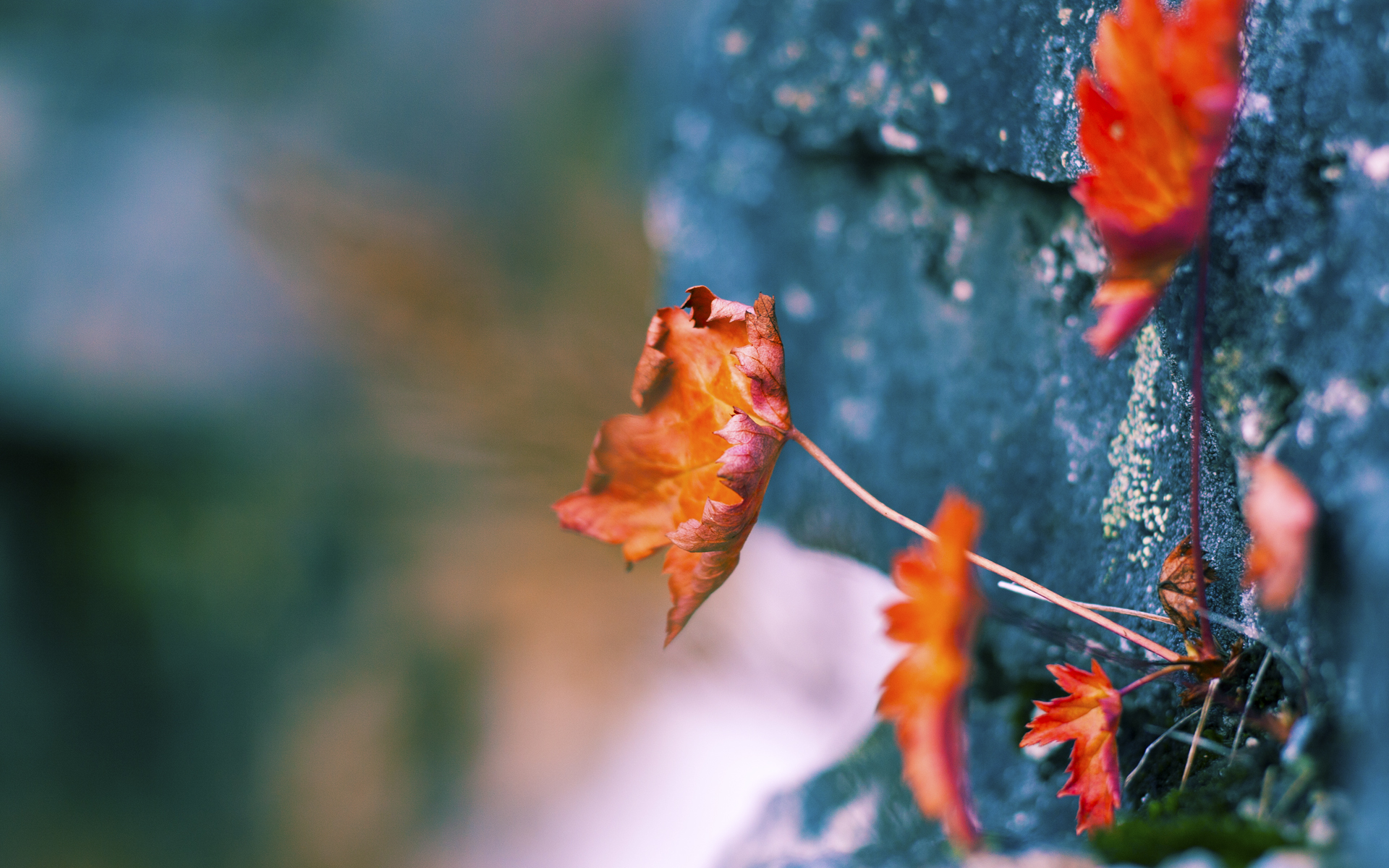 公牛赢得激烈比赛,重回胜利轨道,公牛的比赛