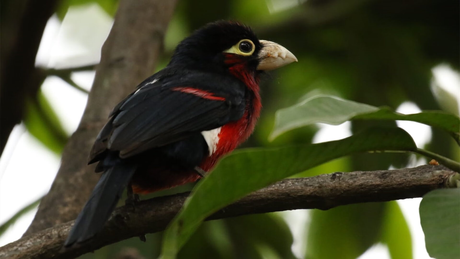 大连人队客场惨败，惨遭武汉卓尔逆转，大连一方对武汉卓尔直播