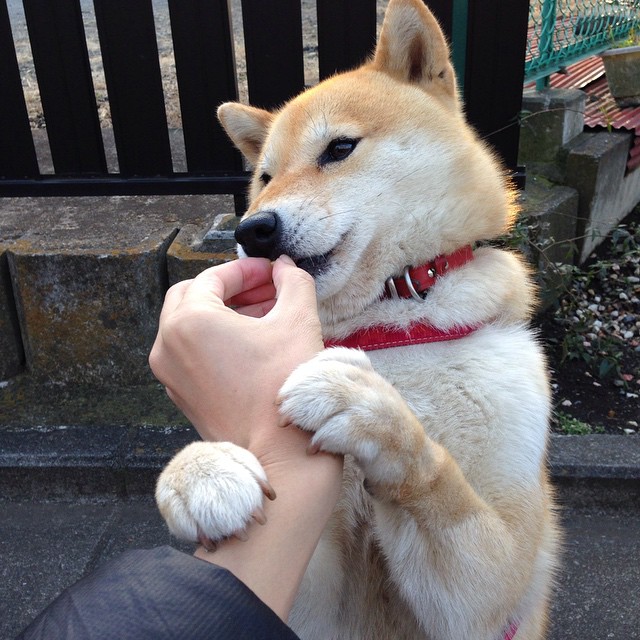 弗拉门戈主帅战术布置得当，弗拉门戈球队图片