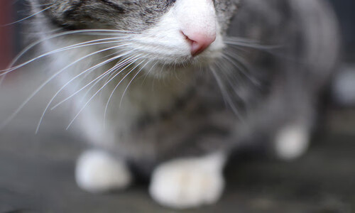 弗拉门戈主帅战术布置得当，弗拉门戈球队图片