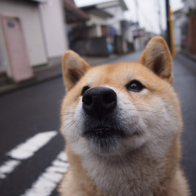 拜仁慕尼黑客场2-1小胜沙尔克04,取得关键三分,拜仁慕尼黑ds