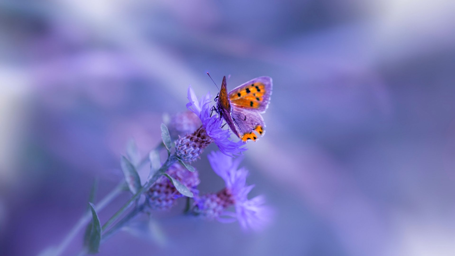 开云首页登录-拜仁慕尼黑客场2-1战胜奥格斯堡，继续保持不败，拜仁慕尼黑4231