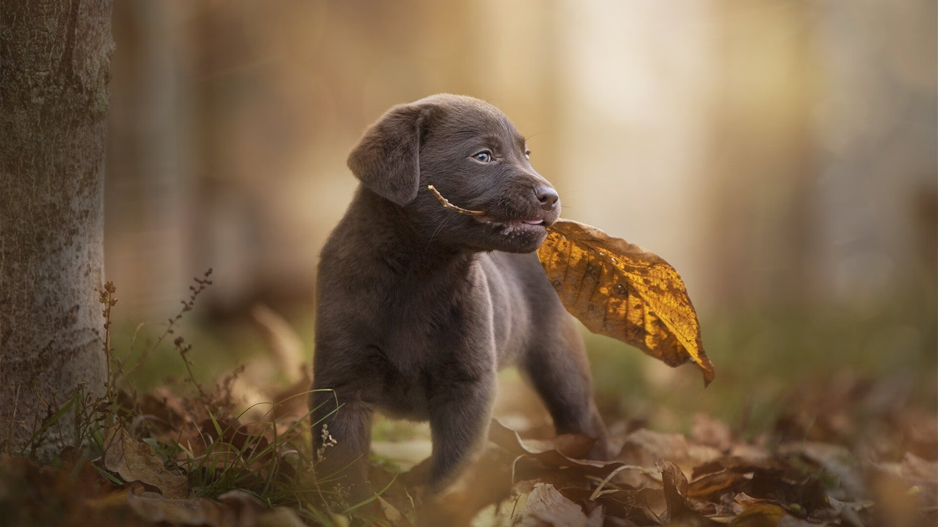 活塞遭遇三连败,季后赛形势堪忧,活塞队赛程