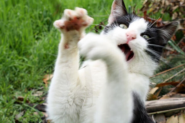 电竞战队财务透明化管理及可持续发展策略，电竞行业财务分析