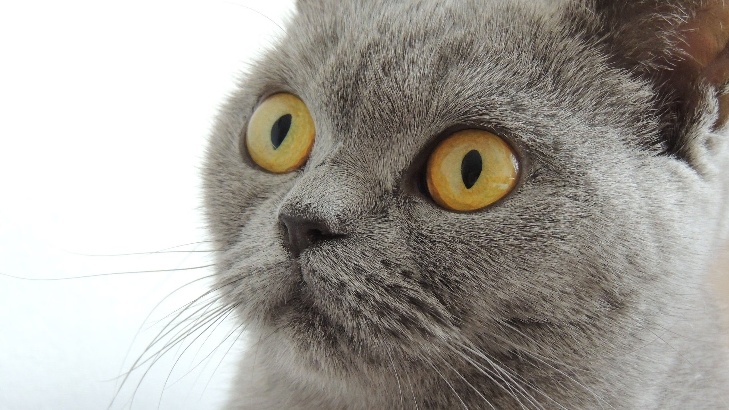 开云官网在线-诺里奇城进攻端火力全开，黄蜂军团欲冲超，诺里奇气候