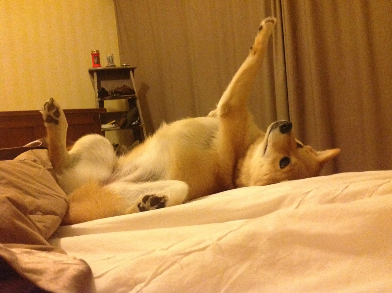 阿尔阿赫利球员状态持续回升,阿尔阿赫利埃及