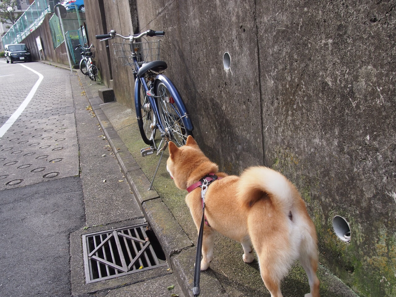 开云官网登录-阿尔阿赫利球员配合默契提升，阿尔阿赫利什么意思