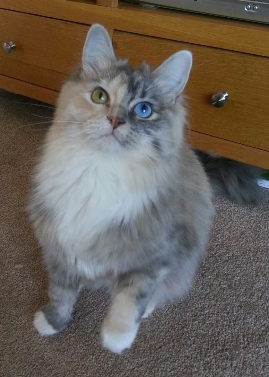 世界青年排球锦标赛中国队持续发力夺金,世界青年排球锦标赛中国队持续发力夺金吗