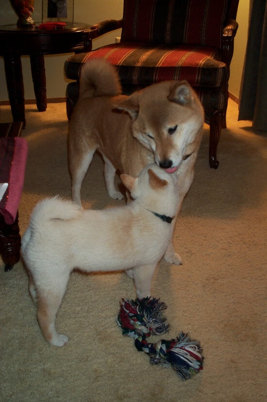 运动员运动伤害康复技术研究，运动员伤病康复