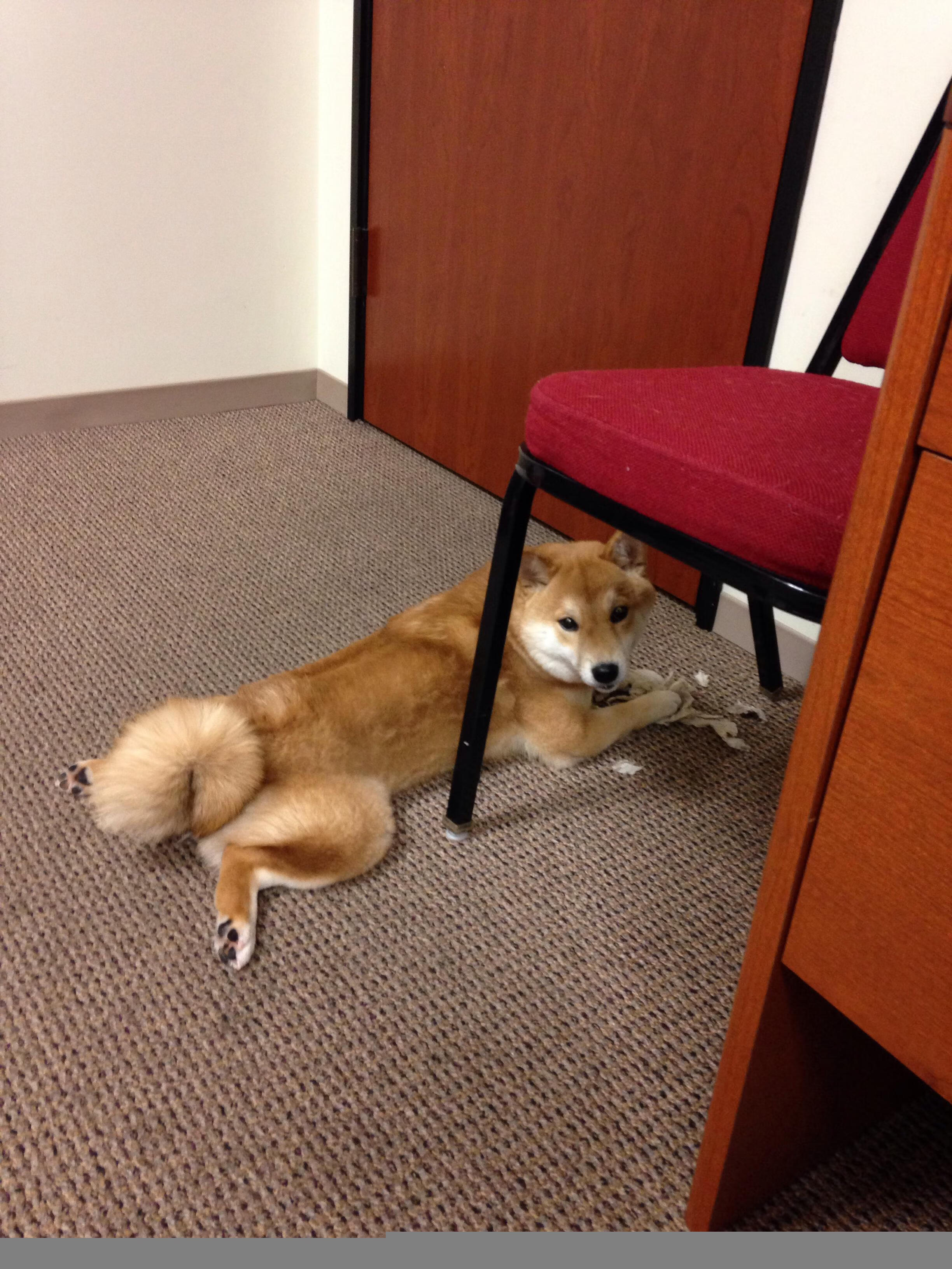 开云网页版-“2025世界运动会：运动舞蹈赛，舞者们如何用舞步打造最强节奏？”