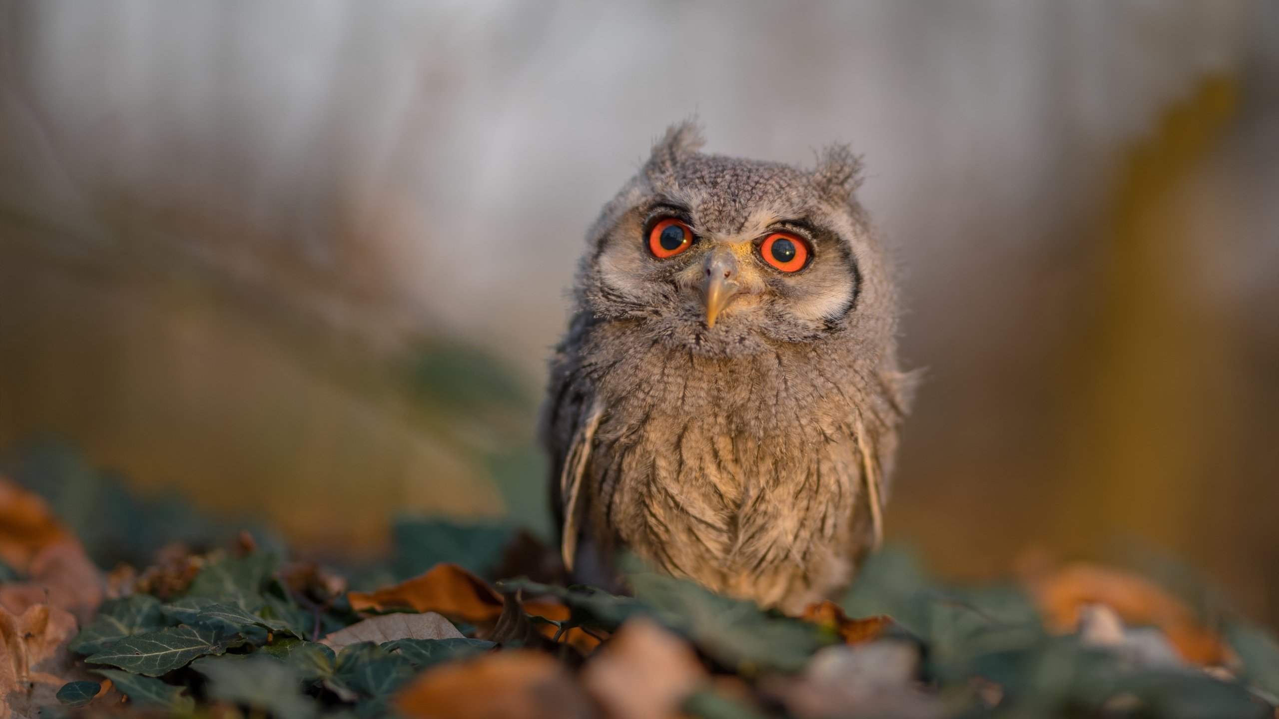 开云中国-体育新闻中心发布体育传播技术演进路径研究成果，体育传播效果