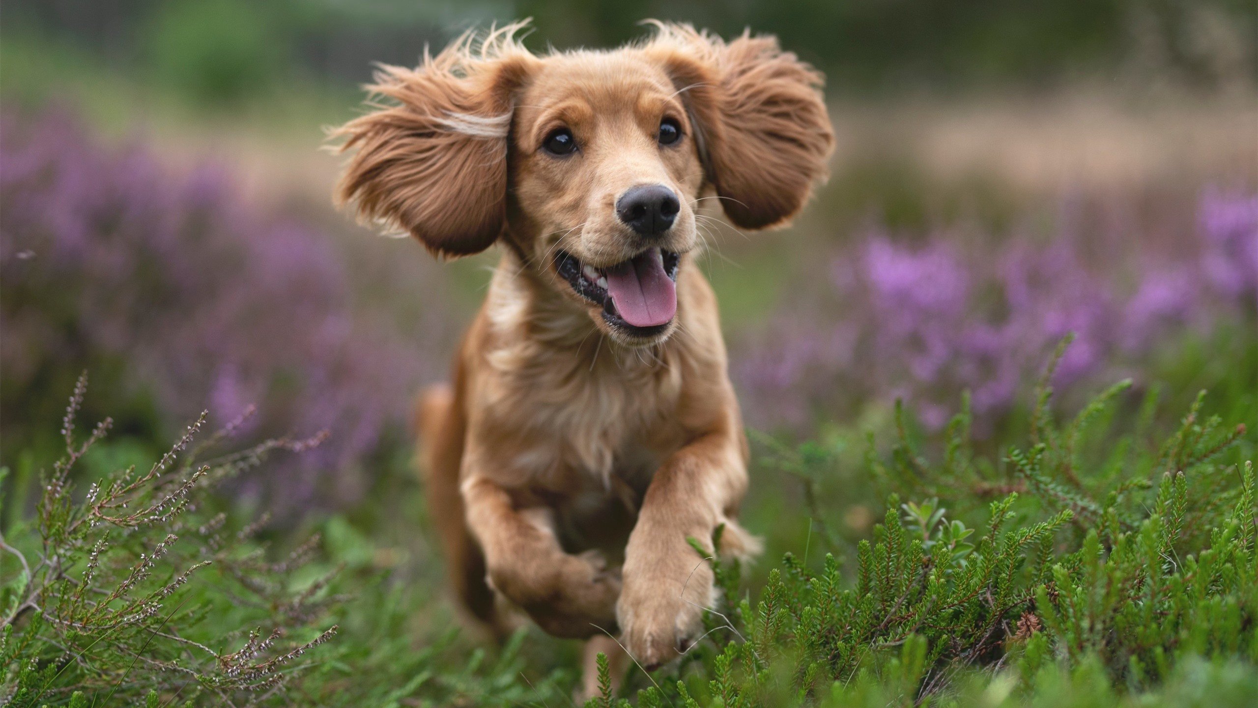 全运会首次引入家庭观赛包激活亲子参与,全运会观看渠道