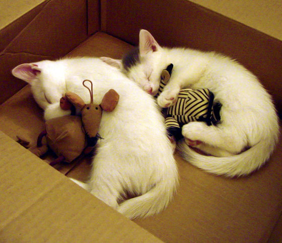 博卡青年强化青训系统，重塑南美荣耀，博卡青年主场叫什么