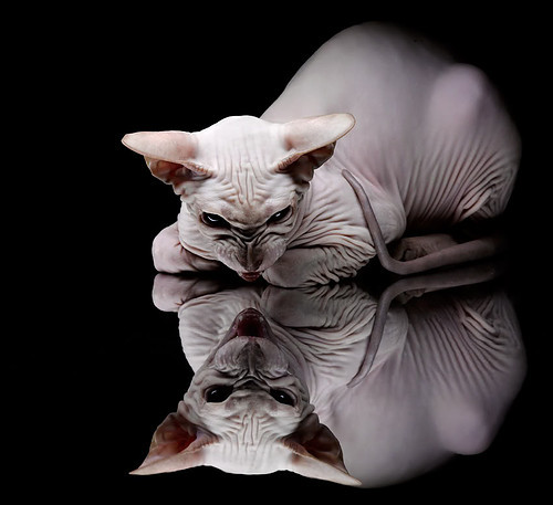 女子400混美将夺铜展新希望，女子400米美国