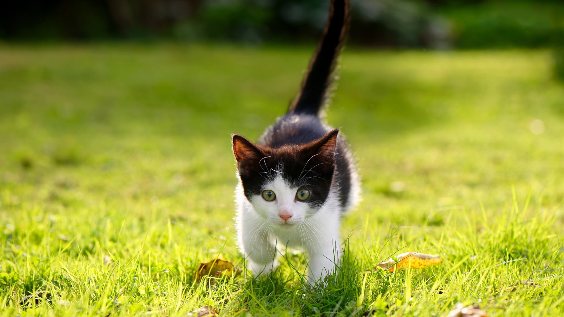 开云体育官方网入口-自由搏击赛事竞技水平提升明显，自由搏击含金量最高的赛事