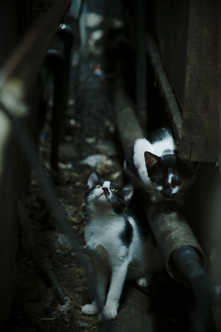 巴西青训体系不断完善,年轻球员层出不穷