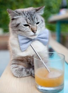 意甲先锋战:快节奏攻防令人目不暇接,意甲战况