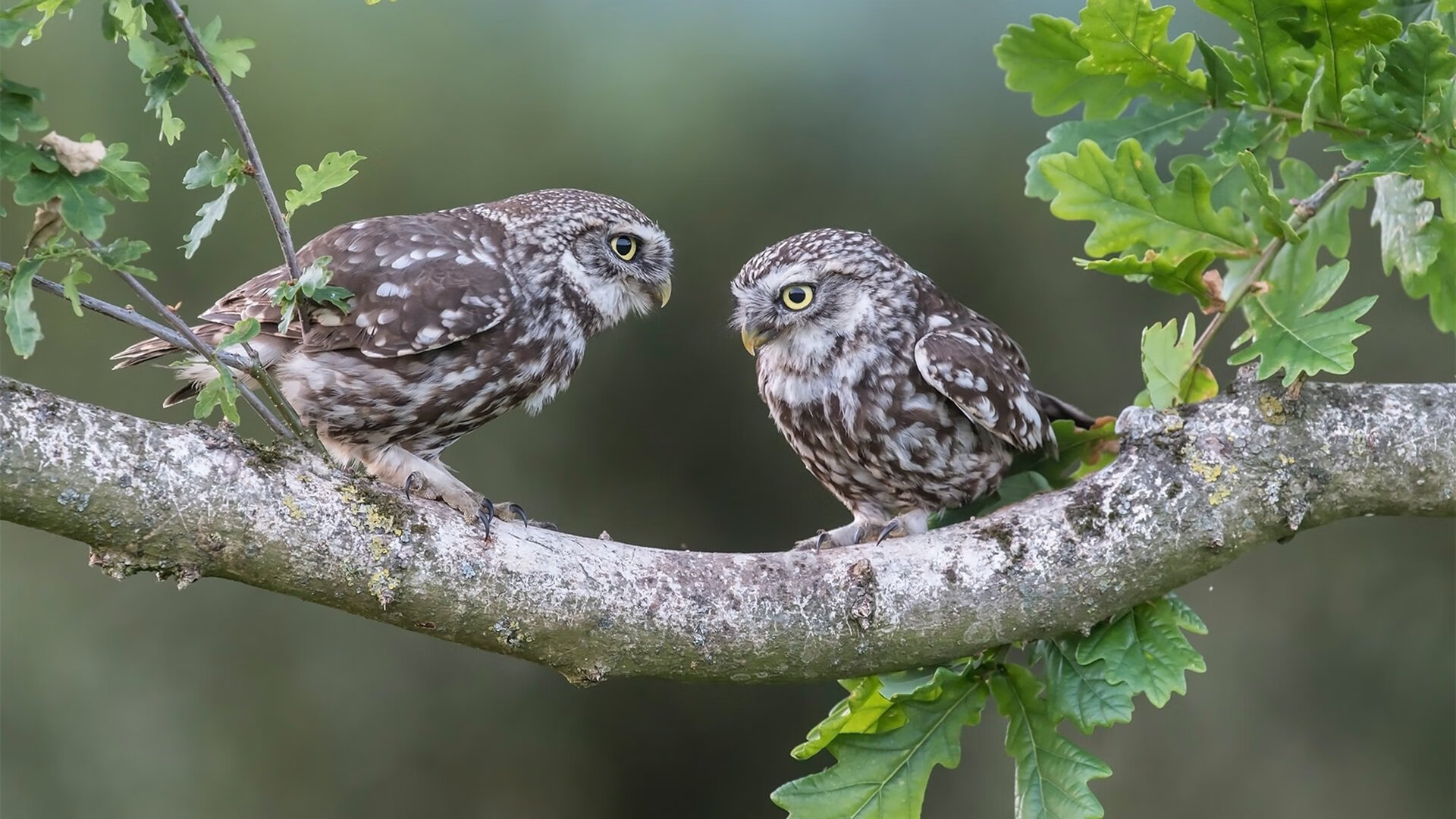 开云·体育官方网站入口-斯滕伯根赛后谈训练细节与经验，斯滕伯格的书