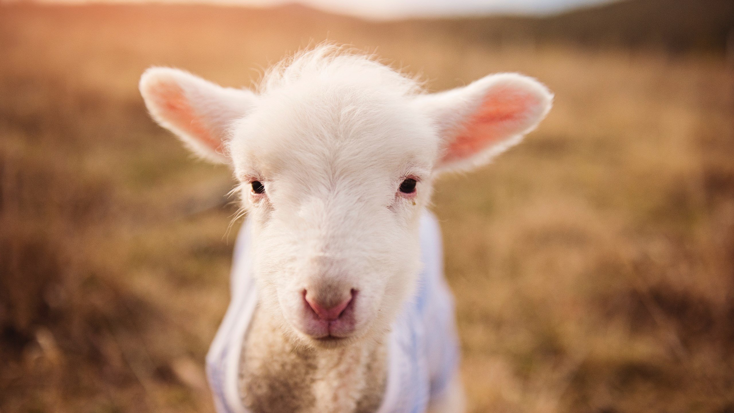 kaiyun体育app-跳水动作干净利落突尼斯获高分，跳水reverse